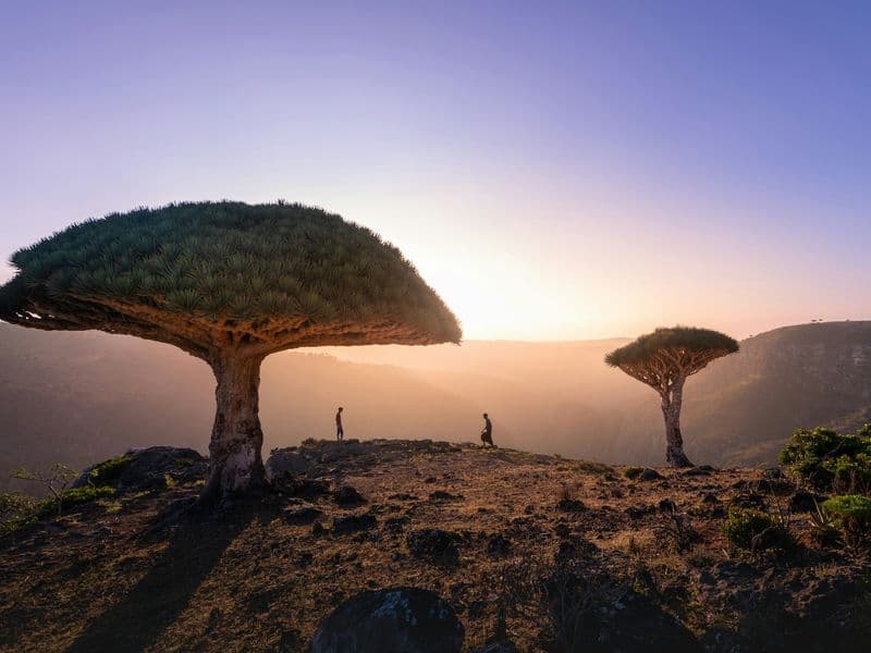 Dragon blood tree in Socotra